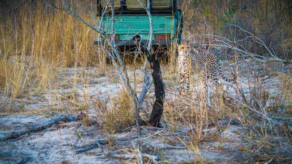 cheetah in kruger national park, mpumalanga, south africa