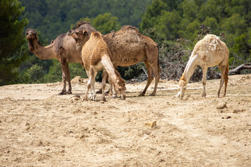 Camels in Aitana Safari park in Alicante, Comunidad Valenciana, Spain.