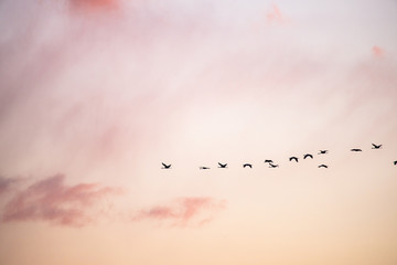 cranes flying over sky at sunrise