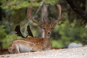 Naklejka na ściany i meble Deer in Aitana Safari park in Alicante, Comunidad Valenciana, Spain.