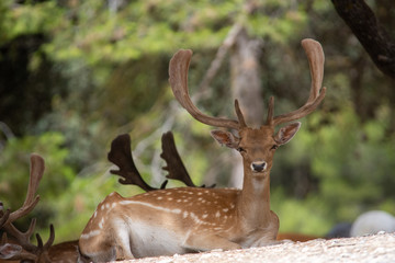 Deer in Aitana Safari park in Alicante, Comunidad Valenciana, Spain.