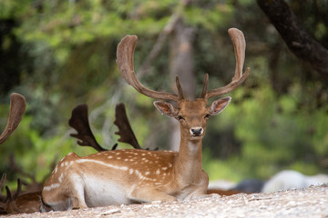 Deer in Aitana Safari park in Alicante, Comunidad Valenciana, Spain.