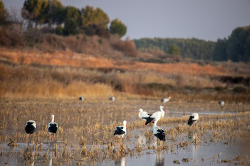 storks eating in field with water
