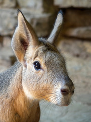 Portrait of mara patagonian closeup. The eyes of the rodent are smart and curious.