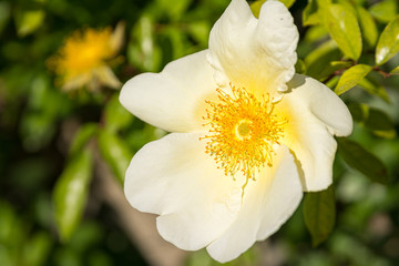 Beautiful open white rose flower in a garden.