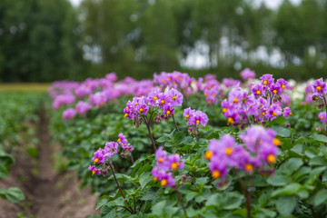 Closeup a purple potato flowers 