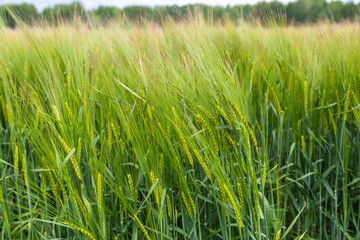 Green ears of barley in the field