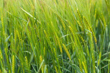 Fototapeta premium Green ears of barley in the field