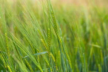 Fototapeta na wymiar Green ears of barley in the field