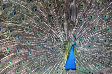 Obraz premium peacock with feathers out