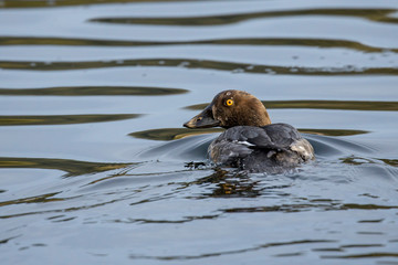 Goldeneye female looks to the side.