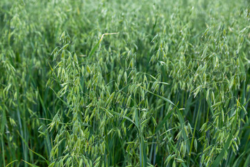 oats in the field