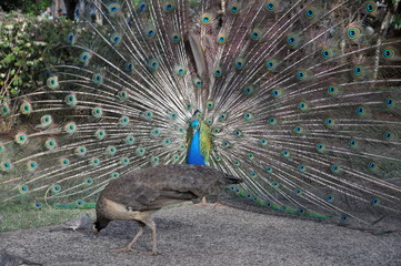 Fototapeta premium peacock with feathers out