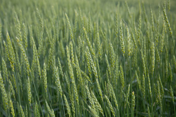 green wheat field