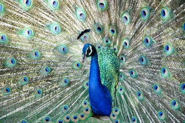 Naklejka premium peacock with feathers out