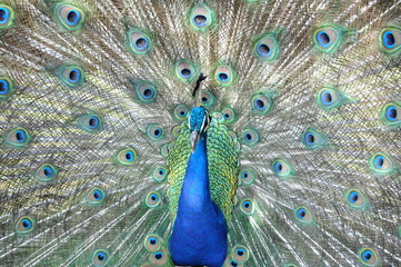 Obraz premium peacock with feathers out