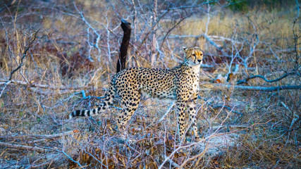 cheetah in kruger national park, mpumalanga, south africa