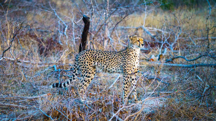 cheetah in kruger national park, mpumalanga, south africa