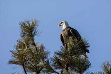 Alert eagle in a tree top.