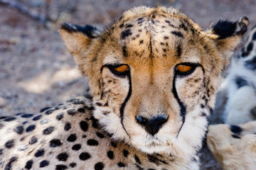 A Cheetah at a Cheetah Farm near Solitaire, a Small Town in Central Namibia