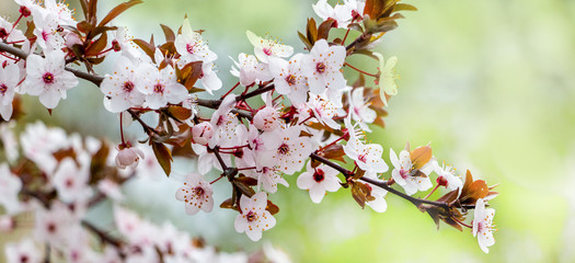 Tree branch with spring blossom on a gentle light green background_