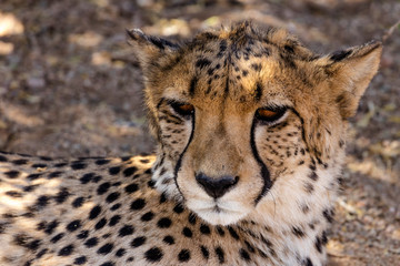 A Cheetah at a Cheetah Farm near Solitaire, a Small Town in Central Namibia