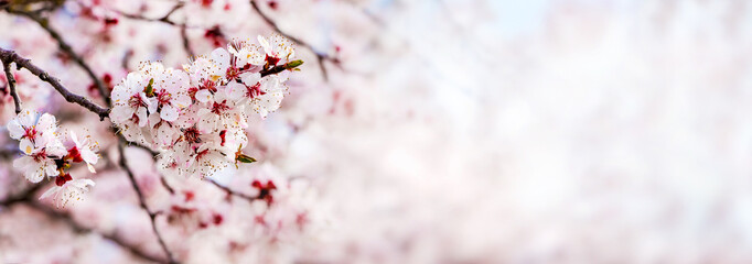 Spring background with apricot flowers and place for text in delicate pink tones, panorama, copy space_