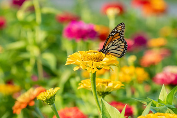 Monarch Butterfly in Zinnia Garden