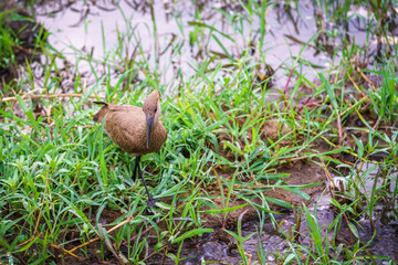 bird in kruger national park, mpumalanga, south africa