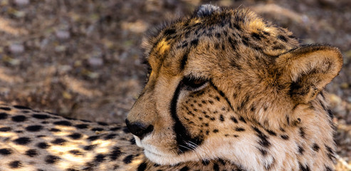 A Cheetah at a Cheetah Farm near Solitaire, a Small Town in Central Namibia