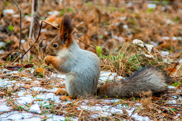 Squirrel in the forest