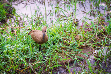 bird in kruger national park, mpumalanga, south africa