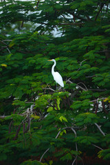 a heron in the tree