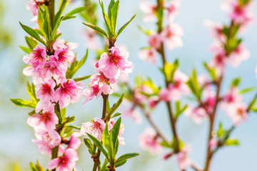 Peach branches with pink flowers on a gentle light blue background in sunny weather_