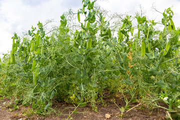 Fototapeta na wymiar Closeup of growing peas 