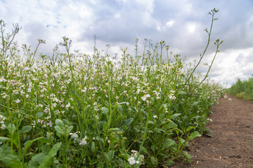 cover crops oil radish (Raphanus seradella the var. plants) in white on a field © Olga Seyfutdinova 