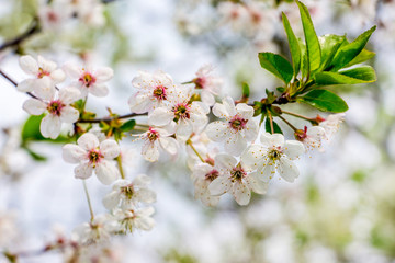Flowers cherry with young green leaves on a gentle light background_