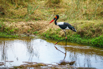 saddle-billed stork respectively saddlebill in kruger national park, mpumalanga, south africa