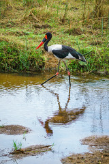 saddle-billed stork respectively saddlebill in kruger national park, mpumalanga, south africa
