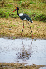 saddle-billed stork respectively saddlebill in kruger national park, mpumalanga, south africa