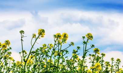 Rapeseed flowers on a light blue sky background with white clouds_