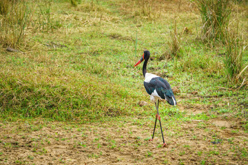 saddle-billed stork respectively saddlebill in kruger national park, mpumalanga, south africa