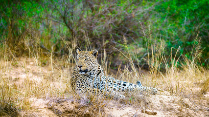 leopard in kruger national park, mpumalanga, south africa