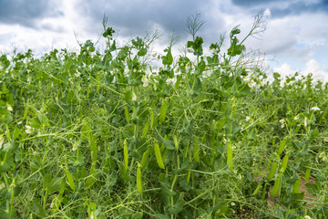  Closeup of growing peas 