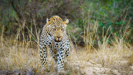 leopard in kruger national park, mpumalanga, south africa