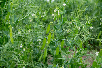 Blooming vegetable pea in the field