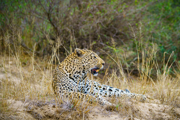 Fototapeta na wymiar leopard in kruger national park, mpumalanga, south africa