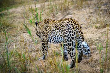 leopard in kruger national park, mpumalanga, south africa