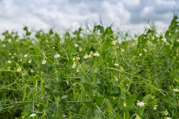 Blooming vegetable pea in the field