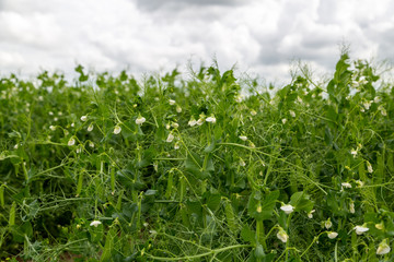 Blooming vegetable pea in the field
